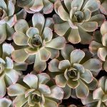 Echeveria