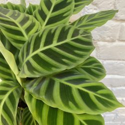 Calathea zebrina