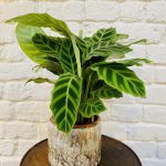 Calathea zebrina
