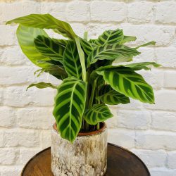 Calathea zebrina