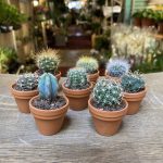 Cactus in a Terracotta Pot