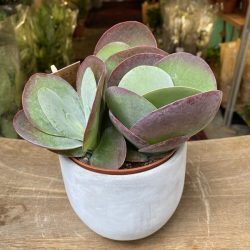Kalanchoe Thyrsiflora – Flapjack Succulent