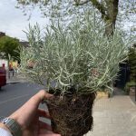 Curry (Helichrysum Angustifolium)