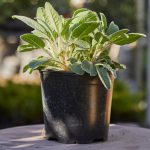 Salvia Officinalis (Sage)