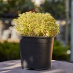 Thyme Aurea Golden