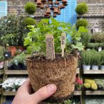 Parsley Plain (Petroselinum crispum)