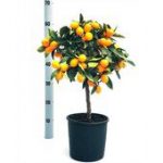 Citrus Fort. Kumquat