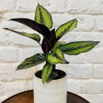 Calathea Beautystar