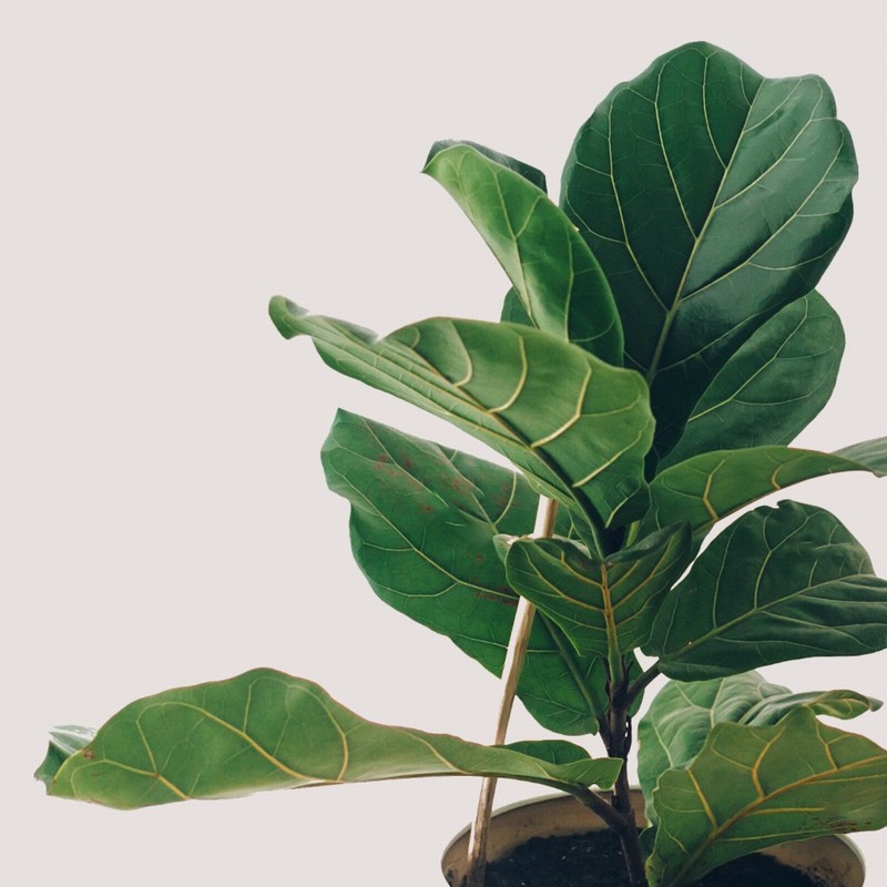 Ficus Lyrata Bambino (Dwarf Fiddle Leaf Fig) - The Nunhead Gardener