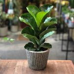 Ficus Lyrata – Dwarf Fiddle Leaf Fig