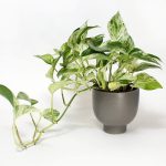 Epipremnum Pinnatum ‘Marble Queen’ (Marble Queen Pothos)