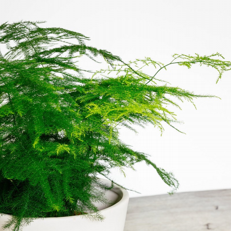 Asparagus Setaceus (Asparagus Fern) The Nunhead Gardener