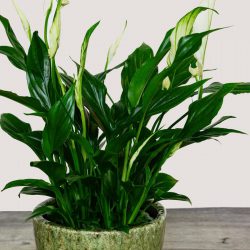 Spathiphyllum – Peace Lily