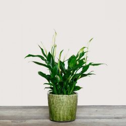 Spathiphyllum – Peace Lily