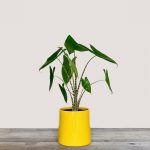 Alocasia Zebrina (Elephant Ear Zebra)