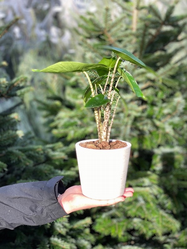 Alocasia Zebrina (Elephant Ear Zebra) - Image 2
