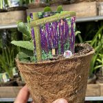 Salvia Nem. Caradonna Compact