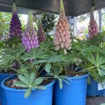 Lupin Mixed