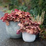 Heuchera Boysenberry