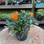 Gazania Rigens Giant Deep Orange