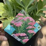 Sedum Autumn Joy