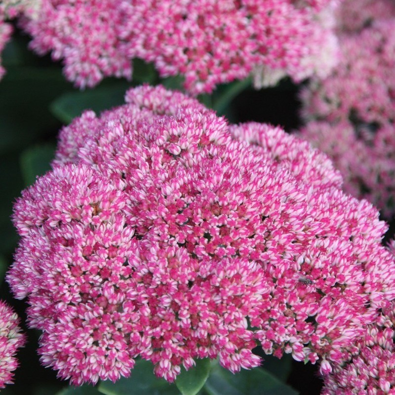Sedum Autumn Joy - Image 2