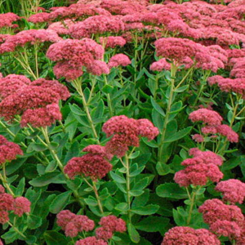 Sedum Autumn Joy - Image 3