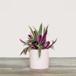 Tradescantia Spathacea (Tradescantia ‘Sitara’)