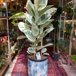 Ficus El. Tineke (Rubber Plant)