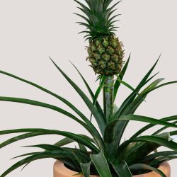 Ananas Corona Bromeliad (Pineapple Plant)