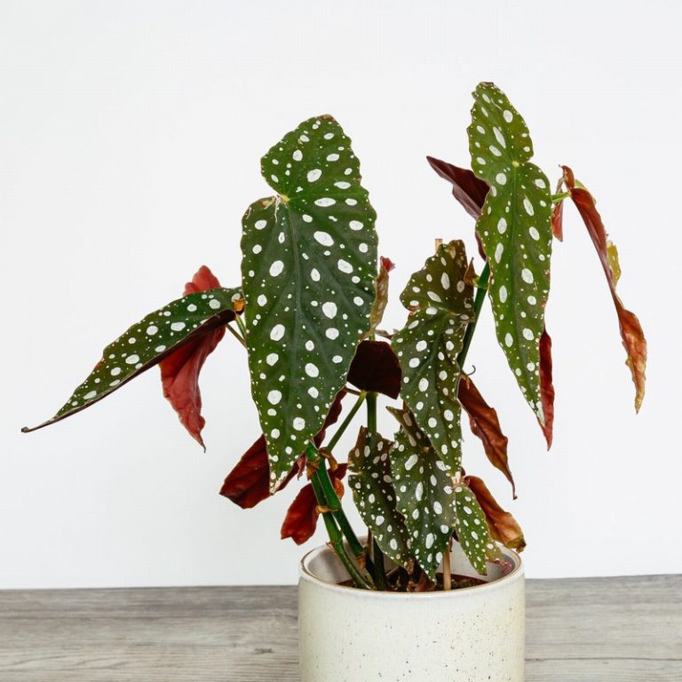 Begonia Maculata (Polka Dot Begonia) The Nunhead Gardener