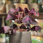 Oxalis triangularis – Purple Shamrock