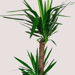 Yucca