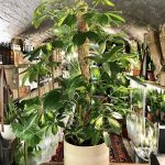 Schefflera Arboricola Luseana (Dwarf Umbrella Tree)