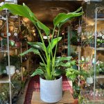 Strelitzia Nicolai (Bird Of Paradise) + Cocoz