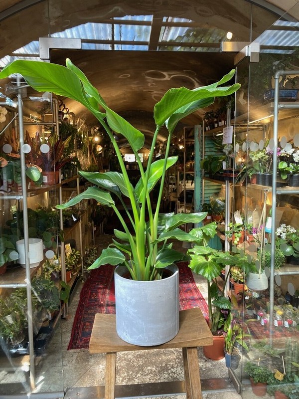 Strelitzia Nicolai (Bird Of Paradise) + Cocoz