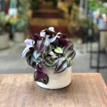 Tradescantia Zebrina (Wandering Dude)