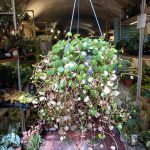 Peperomia Pepperspot