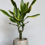 Dracaena Fragrans Golden Coast (Dragon Tree)