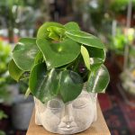 Peperomia polybotrya – Raindrop Peperomia