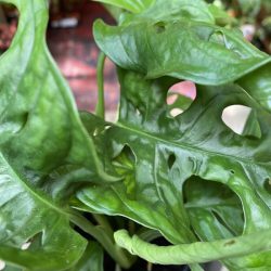 Monstera  ‘Monkey Mask’