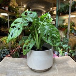 Monstera  ‘Monkey Mask’