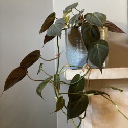 Philodendron Scandens ‘Micans’