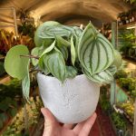 Peperomia Argyreia