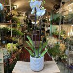 Phal. Hybr. London 2t. 16+