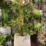 Schefflera arb. Gold Capella