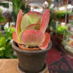 Kalanchoe Thyr. Red Lips