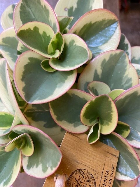 Peperomia obtipan bicolor - Image 2