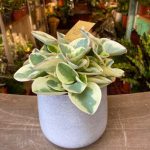 Peperomia obtipan bicolor