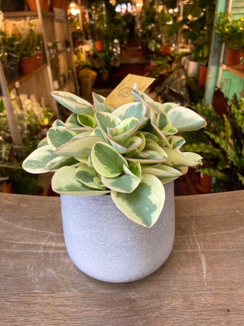 Peperomia obtipan bicolor